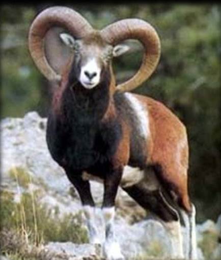 Mańǵystaýda arqar sany artyp keledi