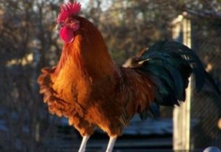 Taýyq jylynyń tartýlary