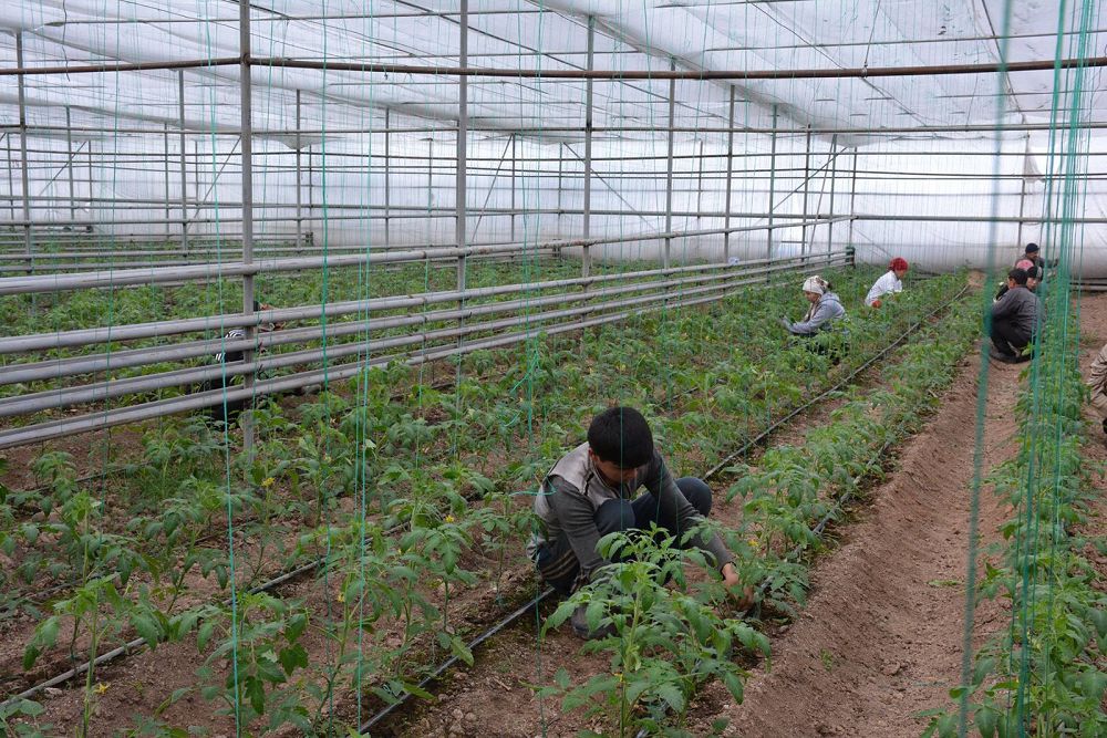 Jylyjaı kólemi 300 gektarǵa ulǵaıtylady