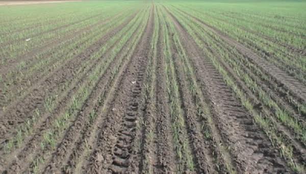 Shardarada ınnovasııalyq ádispen pııaz egý bastaldy