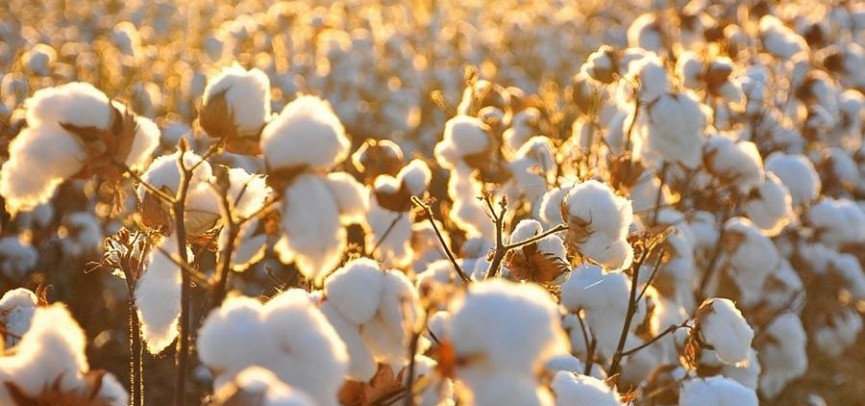 Maqta sharýashylyǵyn damytýǵa ne kedergi?