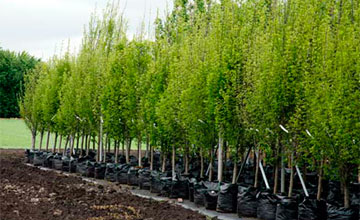 Oralda bir kúnde 500 túp kóshet egildi 