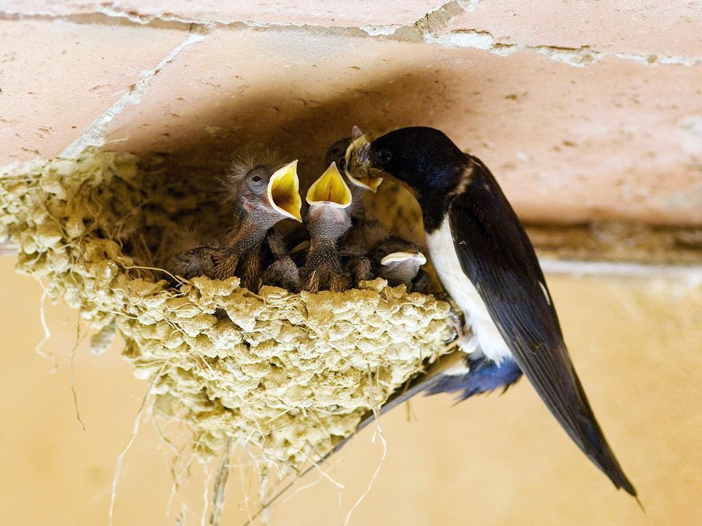 «Balajan» qarlyǵash