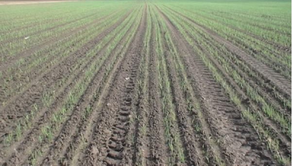 Jaýshyqumda pııaz egip koreı júr