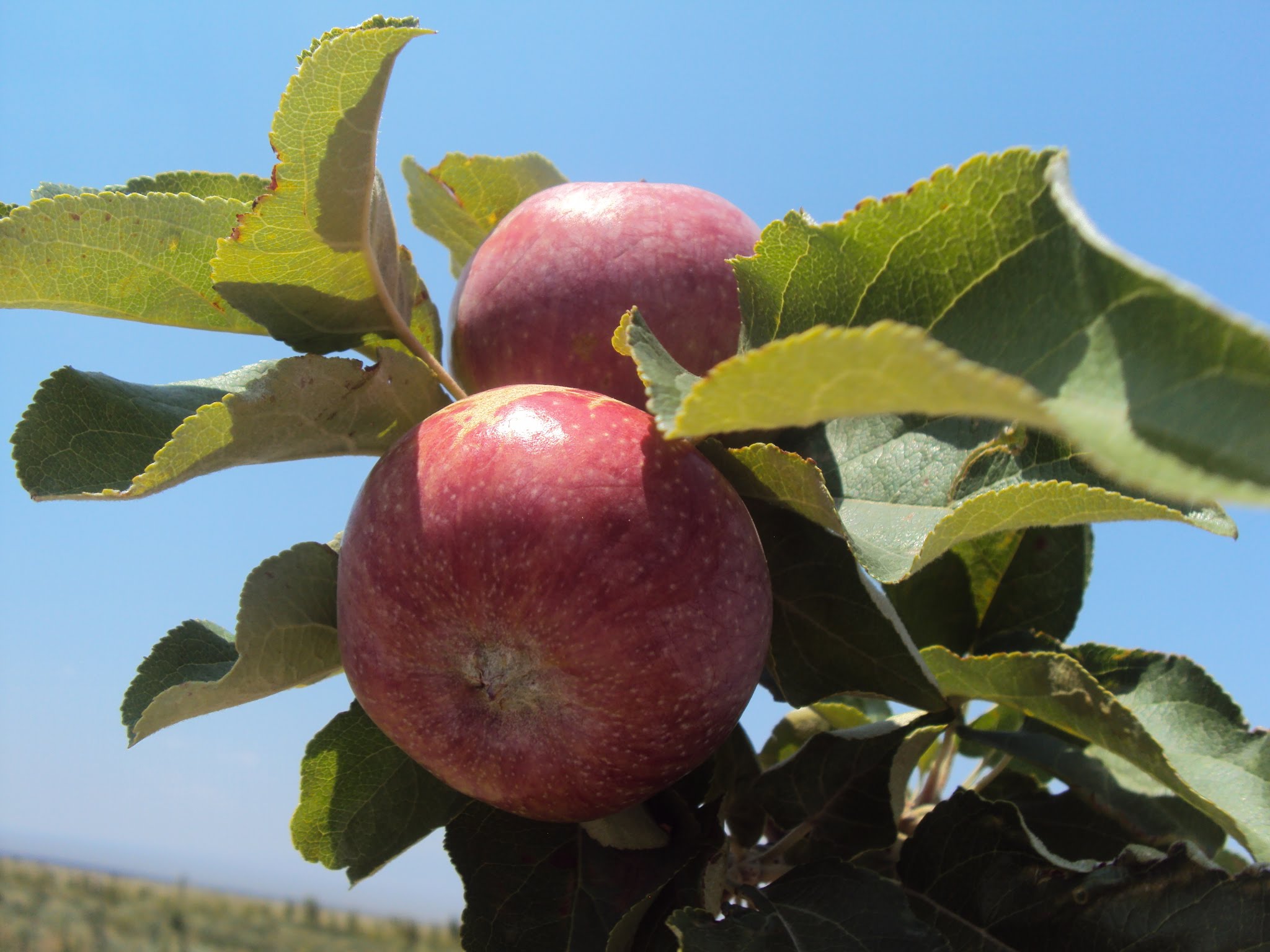 Aqtóbe oblysynda alma baǵy otyrǵyzylmaq