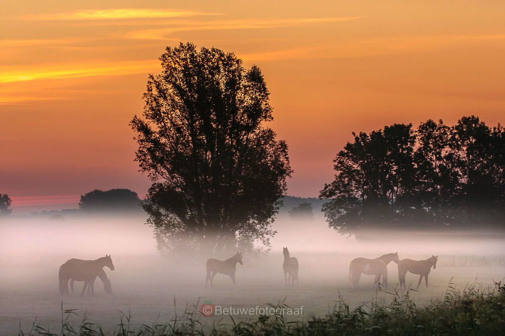 Ustalmaıtyn ury, sharasyz sharýa