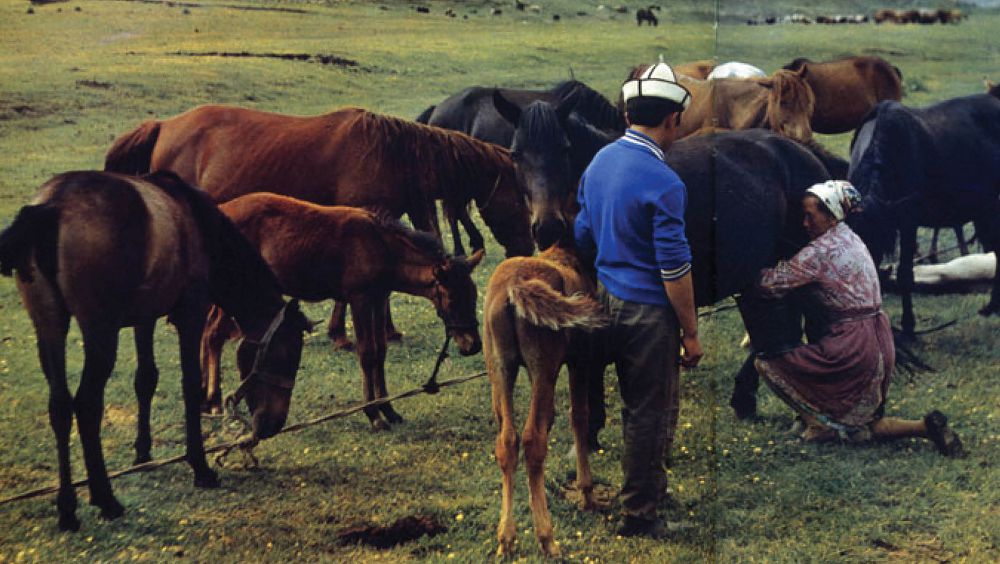 Qazaq – qashanda qazaq!