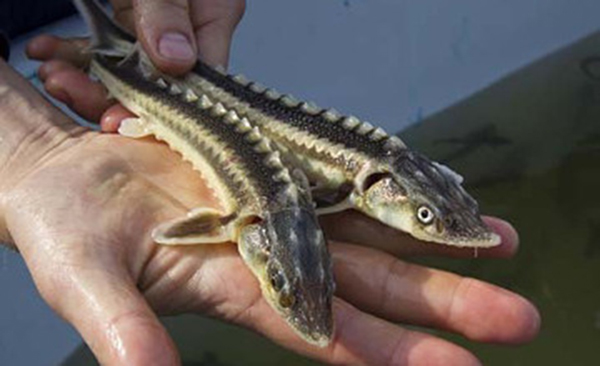 ​Atyraýda «Bekire-2017» balyq qorǵaý aksııasy bastaldy