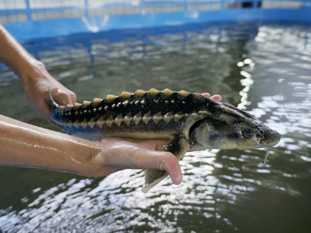 Balyq ósirseń, bekire ósir