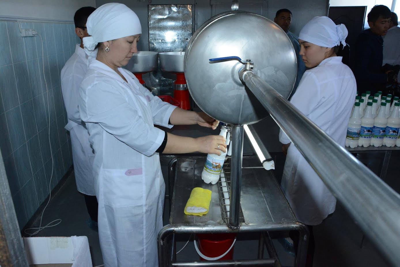 Sozaqtyq kásipker túıe sútinen ıogýrt daıyndaıdy