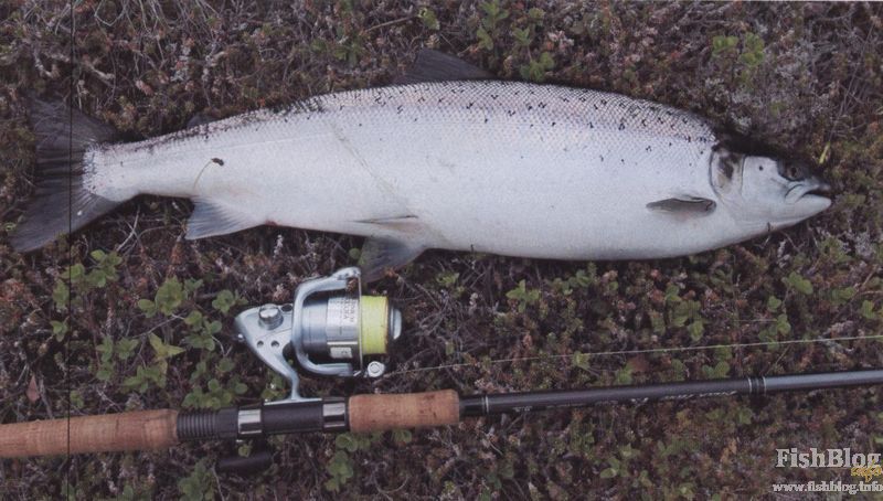 Atyraýda salmaǵy 160 keli balyq aýǵa tústi