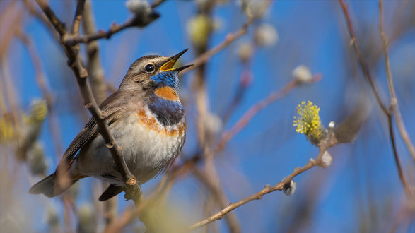 ​Kóktemdi qondyryp qanatyna... 