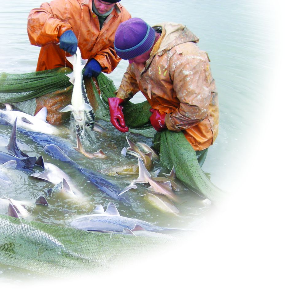 Maqsat – sý marjandaryn saqtap qalý