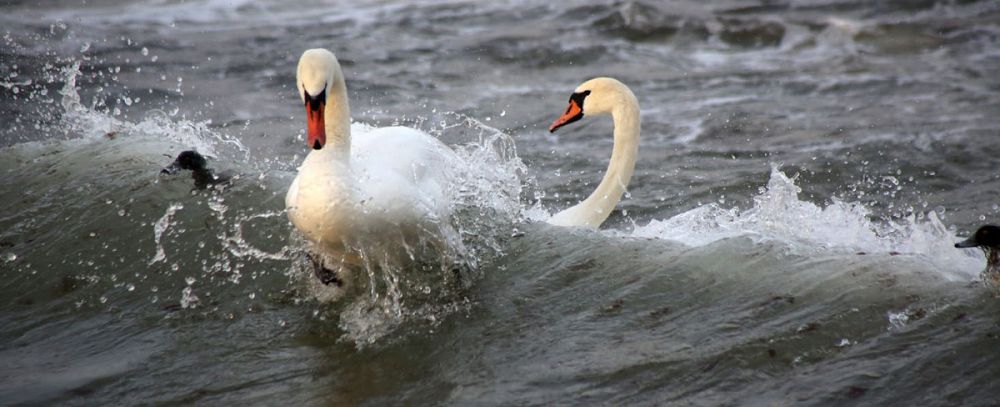 Erte kelgen aqqýlar