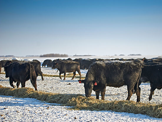 BQO Qaratóbe aýdanynda mal ólip jatyr