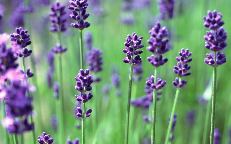 Atyraýda lavanda ósiriledi