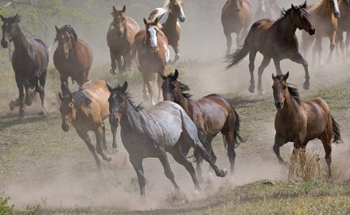 Qazaqstanda jylqy sany 9,1%-ǵa kóbeıdi