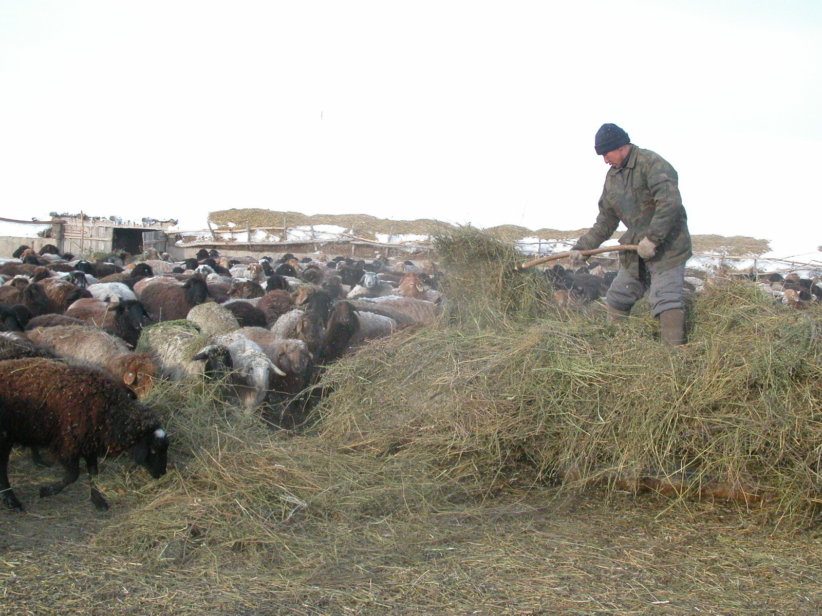 Kooperatıvterdiń damýyna ne kedergi?