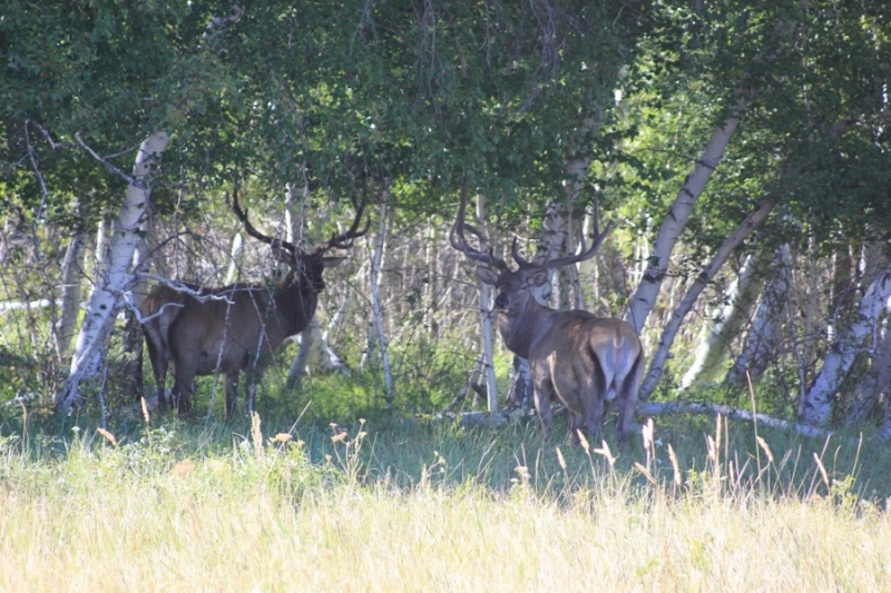 ​Qaraǵandy oblysynda safarı-park ashylmaq