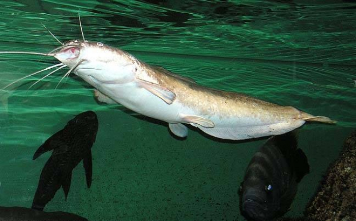 Túlkibastyq sharýalar Afrıka jaıynyn ósirip jatyr