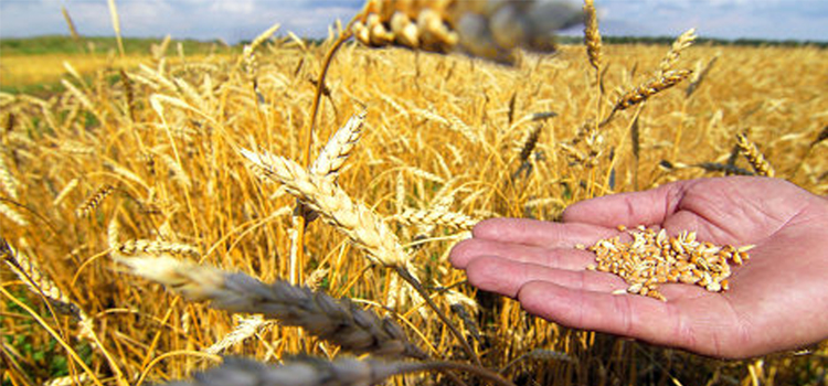 Qazaq bıdaıynyń sapasy nege tómendep jatyr? (iskerlik basylymdarǵa sholý) 