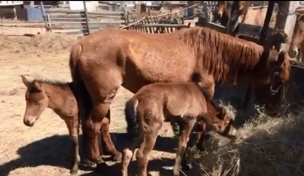 Qaraǵandylyq turǵyn eki qulyny bar bıesin kórsetti (vıdeo)