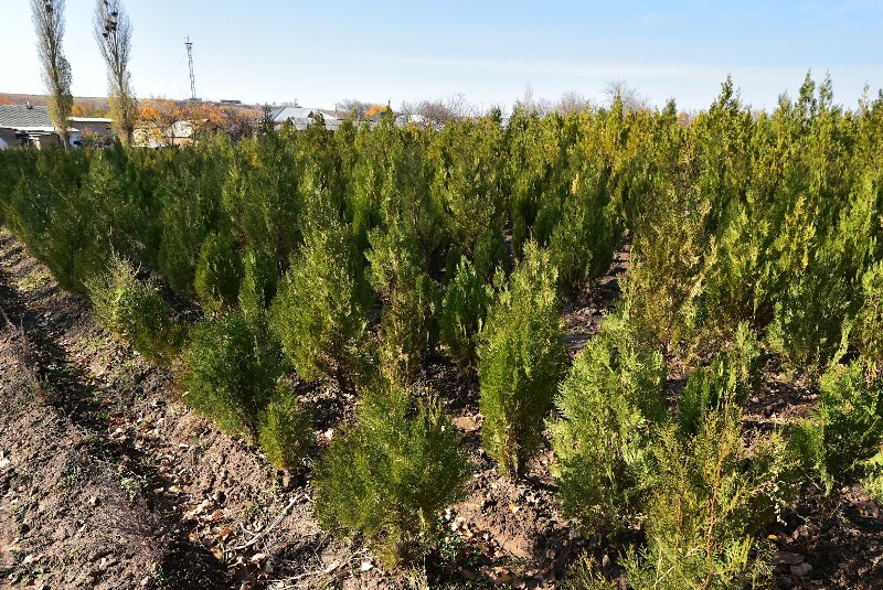 Ońtústik Qazaqstanda 400 myń kóshet otyrǵyzyldy