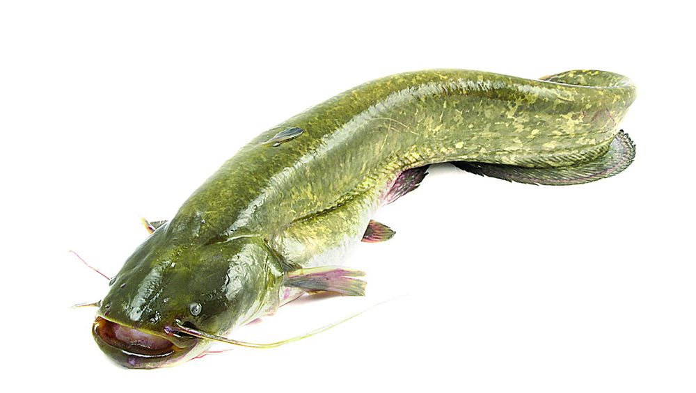 Afrıka jaıyny, marhabat!