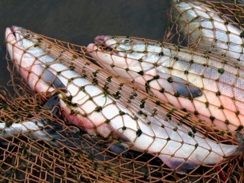 Balyq aýlaýǵa tyıym salynýy múmkin