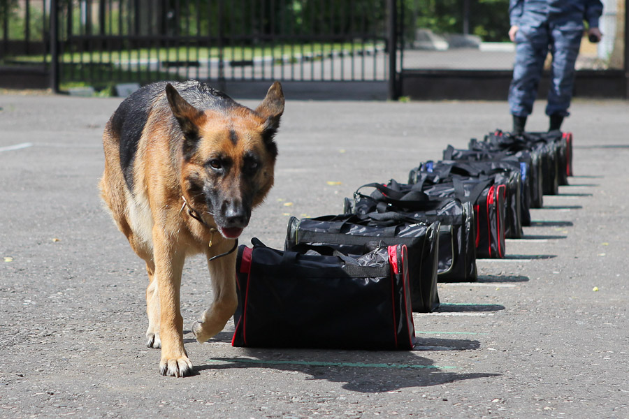 ​Kınologııalyq ortalyqta ákimshilik memlekettik qyzmetshilerdi attestattaýdyń úshinshi kezeńi aıaqtaldy 