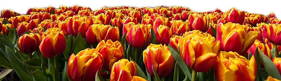 Almatyǵa 50 myń qyzǵaldaq kóshetin syılady