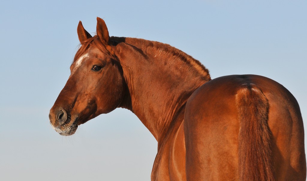 Qar sýymen ketken jylqy