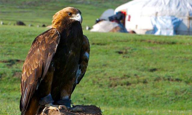 ​Qyrannyń – bas, tumsyq, tanaý, kóz, qanat-qaýyrsyn syndary 