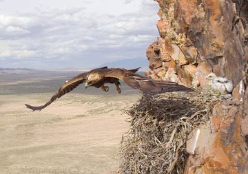 ​Búrkit balapany jáne onyń syny 