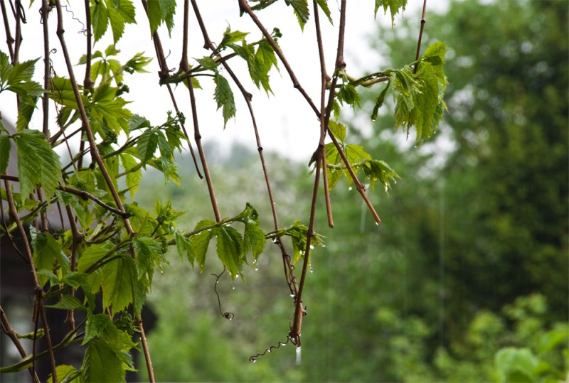 Elimizdiń basym bóliginde aýa raıy qubylmaly bolady