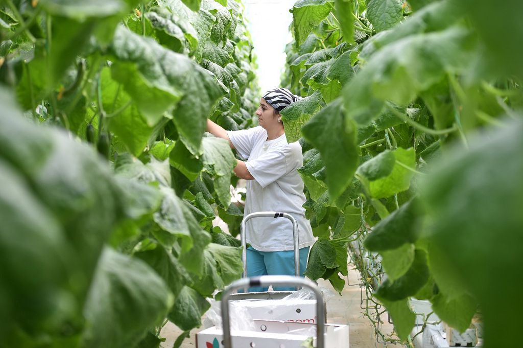 Kooperatıvter –  aýyl sharýashylyǵynyń ózegi