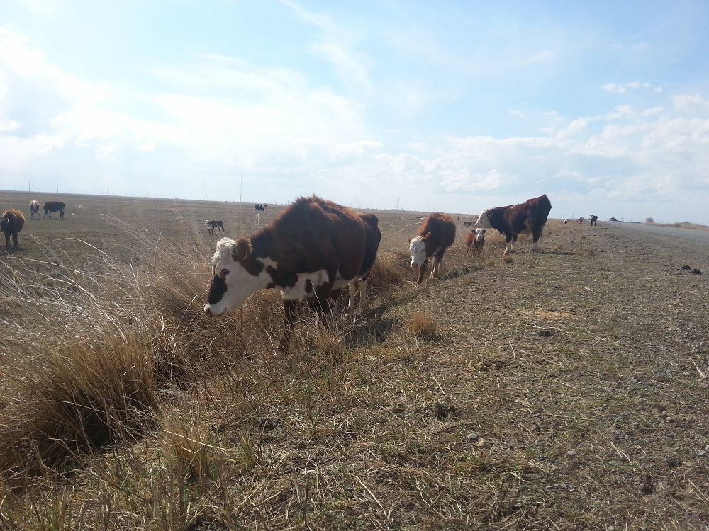 Maldyń jaıyn baqqan biledi