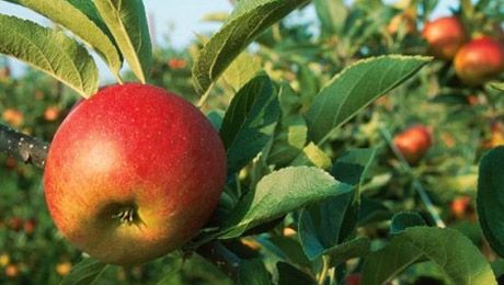 Almaty aporty qaıta gúldeıdi