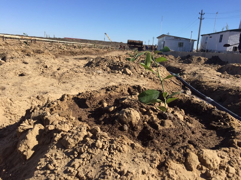 «AtyraýAgroО́nimderi» sharýa qojalyǵy lımon ósirýdi qolǵa aldy