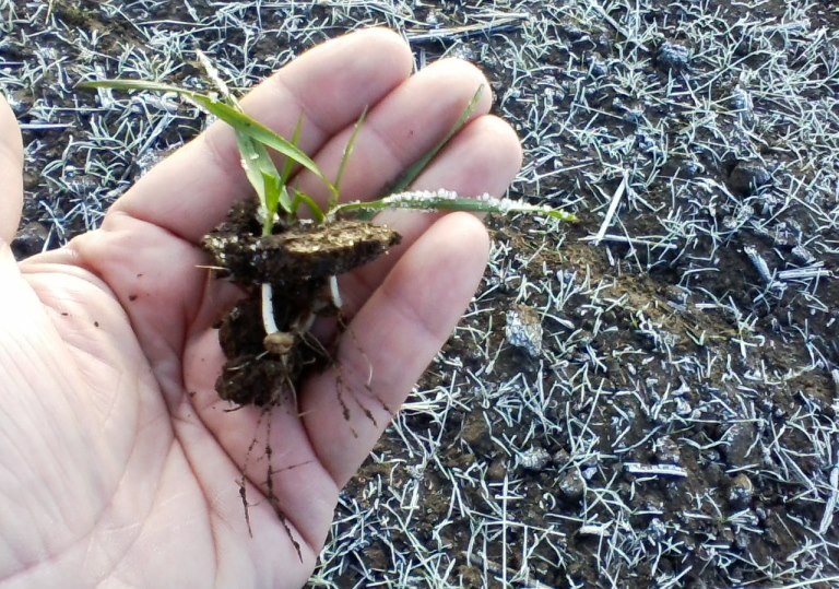 Eginniń sapasy – ónimniń kepili