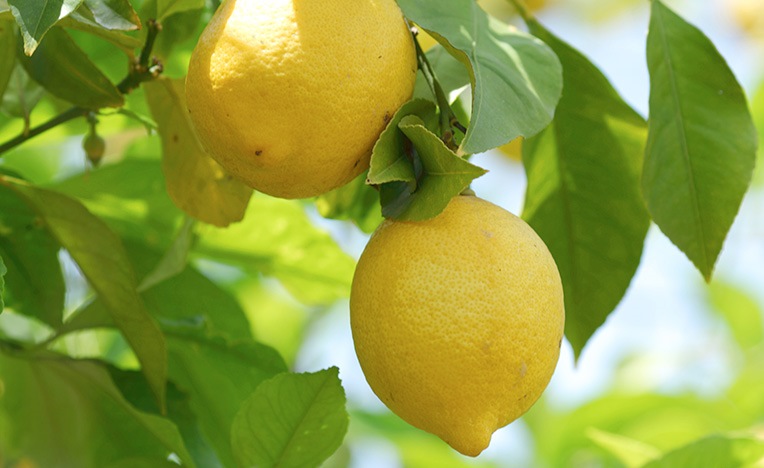 Atyraýda lımon ósedi