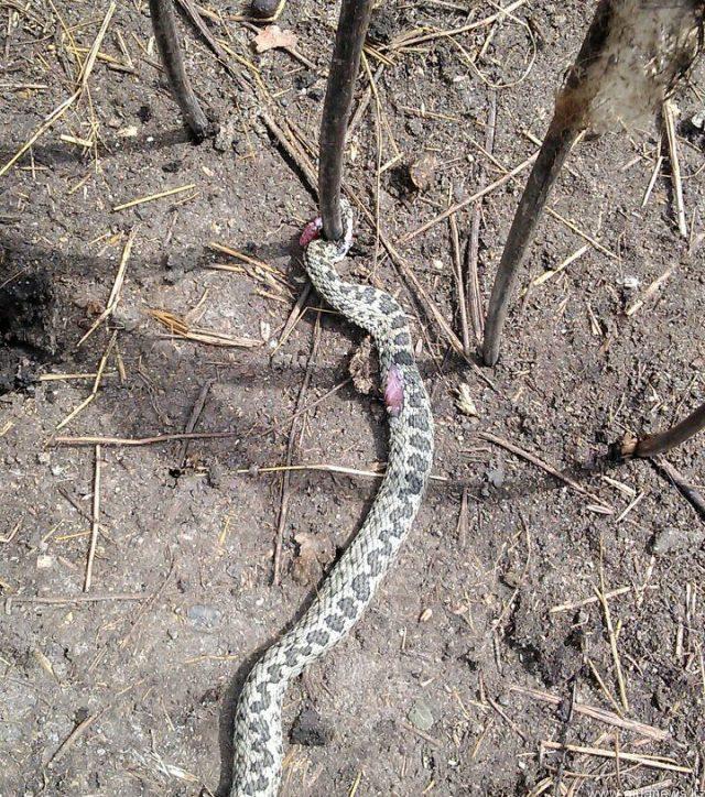 Qarabalyq aýdanynyń turǵyny aýlasynan ýly sur jylan tapty