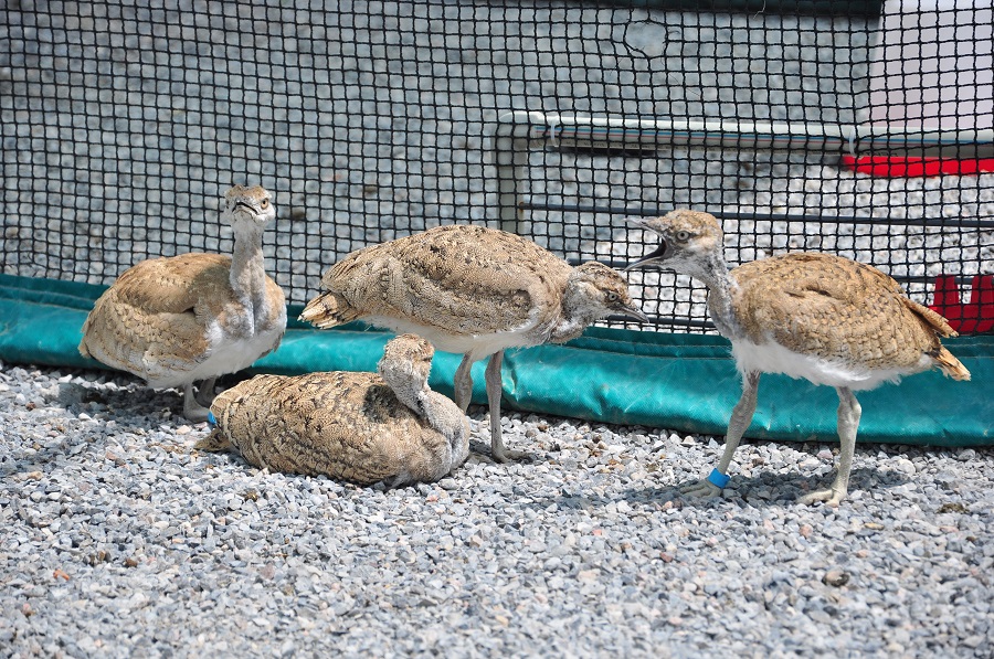 OQO-da arab ınvestorlarynyń kómegimen dýadaq ósirilýde