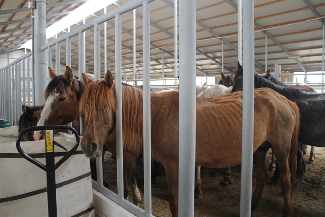 Qurǵaq saýmal ónimi naryqqa shyqty