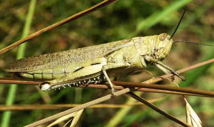 Shegirtkeler shyrǵalańy