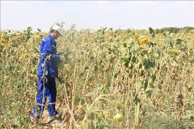 Dıqandar damylsyz eńbektenýde