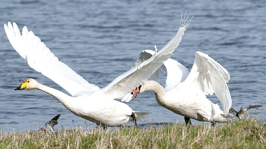 Qustar jaıly qaıyrym