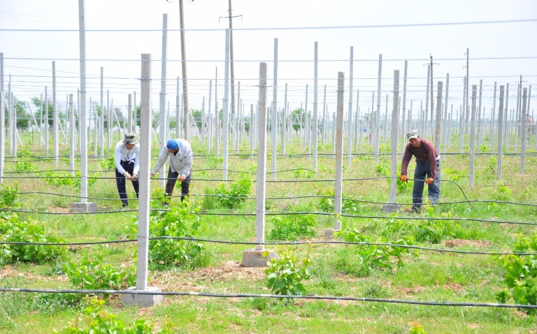 Ońtústikqazaqstandyq baǵban tastaq jerde júzim ósirýde