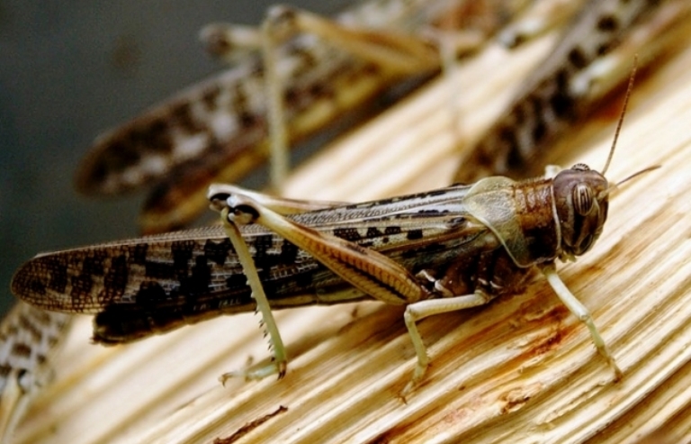 Aqtóbe men Orynbor shegirtkemen birlesip kúresýde 