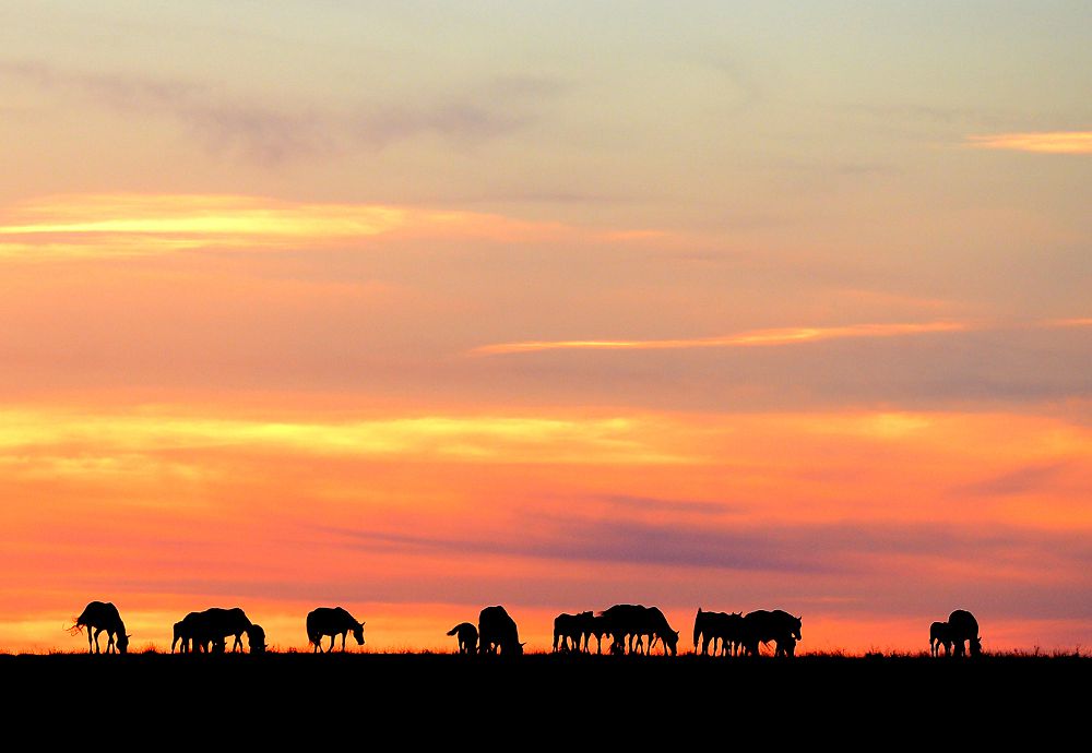 Atyńnan aınalaıyn, Qarqaraly